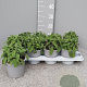 Salvia officinalis P14