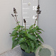 Salvia Salgoon Lake Blueberry GM P17