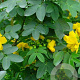 Senna corymbosa GM 10L