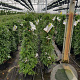 Solanum jasminoides 120 cm C8 piramide