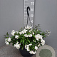 Solanum jasminoides GM C6L