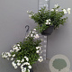 Solanum jasminoides GM C6L