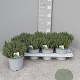 Thymus vulgaris P14