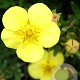 Potentilla f. 'Goldteppich' 15-30 cm wortelgoed 0/1