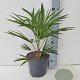 Trachycarpus fortunei 50-60 cm 5,0L