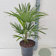 Trachycarpus fortunei 80-100 cm 10L