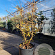 Ulmus minor suberosa 300-350 cm draadkluit meerstammig solitair