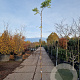 Wisteria sinensis 'Prolific' 250-300 cm 7,5L