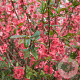 Chaenomeles spec. 'Eximia' 100-125 cm 50L