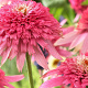 Echinacea p. 'Pink Double Delight' GM P9