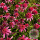 Echinacea p. 'Pink Double Delight' GM P9