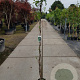 Lonicera periclymenum 150-175 cm 5,0L