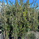 Quercus ilex 175-200 cm 50L