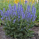 Salvia 'Azure Snow' GM P9