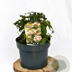 Viburnum tin. 'Eve Price' 25-35 cm 5,0L