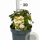 Viburnum tin. 'Eve Price' 25-35 cm 5,0L