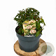 Viburnum tin. 'Eve Price' 25-35 cm 5,0L