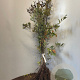 Quercus robur 250 cm wortelgoed