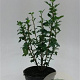 Ribes alpinum 'Schmidt' 30-50 cm wortelgoed 2-jarig verplante stekken 2-3 tak