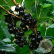 Ribes nigrum 40-60 cm wortelgoed 1-jarig bewortelde stekke 3 tak