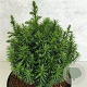 Cryptomeria j. 'Funny' 20-25 cm 3,0L