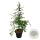 Exochorda 'The Bride' 150-175 cm cont. 55L extra