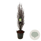 Frangula alnus Fine Line 150-175 cm cont. 55L extra