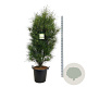 Frangula alnus Fine Line 150-175 cm cont. 55L extra