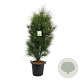 Frangula alnus Fine Line 150-175 cm cont. 55L extra