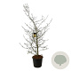 Parrotia persica 170-200 cm cont. 55L extra