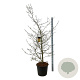 Parrotia persica 170-200 cm cont. 55L extra