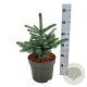 Picea pungens Super Blue Seedling 30-40 cm 6,5L