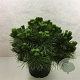 Pinus thunbergii 'Maijima' 40-50 cm 10L