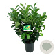 Prunus l. Etna 60-80 cm 6L