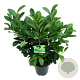 Prunus l. Etna 60-80 cm 6L