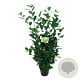 Prunus l. 'Obelisk' 80-100 cm 6L