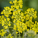 Alyssum montanum GM P9