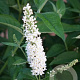 Buddleja 'Miss Pearl' GM 3,0L leverbaar
