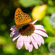 Echinacea purpurea GM P9