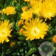 Delosperma congestum 'Gold Nugget' GM P9