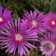 Delosperma cooperi GM P9