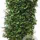 Acer campestre 200 Hoog Haagelement 100Bx40D