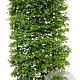 Carpinus betulus 120 hoog Haagelement 100Bx40D