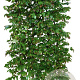 Parrotia persica 'Vanessa' 200 Hoog Haagelement 100Bx40D