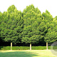 Carpinus betulus 12-14 HO container