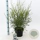Ceanothus thyr. 'Millerton Point' 30-40 cm 5,0L