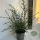 Ceanothus thyr. 'Millerton Point' 30-40 cm 5,0L