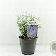 Perovskia atripl. 'Prime Time' 30-40 cm 2,0L