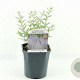 Perovskia atripl. 'Prime Time' 30-40 cm 2,0L