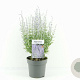 Perovskia atripl. 'Prime Time' 30-40 cm 2,0L